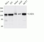 LSD1 Antibody in Western Blot (WB)