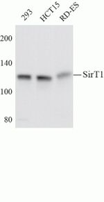 SIRT1 Antibody in Western Blot (WB)