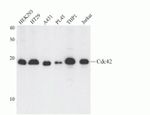 Cdc42 Antibody in Western Blot (WB)