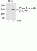 Phospho-c-Abl (Thr735) Antibody in Western Blot (WB)