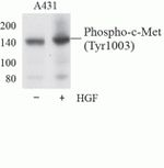 Phospho-Met (Tyr1003) Antibody in Western Blot (WB)