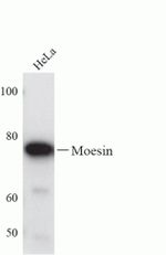 Moesin Antibody in Western Blot (WB)