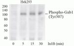 Phospho-GAB1 (Tyr307) Antibody in Western Blot (WB)