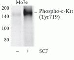 Phospho-c-Kit (Tyr719) Antibody in Western Blot (WB)