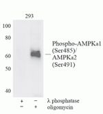 Phospho-AMPK alpha11 (Ser485)/AMPK alpha-2 (Ser491) Antibody in Western Blot (WB)