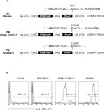 CD59 Antibody in Flow Cytometry (Flow)