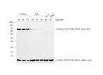 Chicken anti-Goat IgG (H+L) Secondary Antibody, HRP