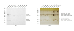 Goat IgG (H+L) Secondary Antibody in Western Blot (WB)