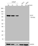 Goat IgG (H+L) Secondary Antibody in Western Blot (WB)