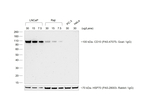 Chicken anti-Goat IgG (H+L) Cross-Adsorbed Secondary Antibody, HRP
