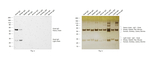 Goat IgG (H+L) Cross-Adsorbed Secondary Antibody in Western Blot (WB)