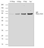 Chicken anti-Goat IgG (H+L) Cross-Adsorbed Secondary Antibody, HRP