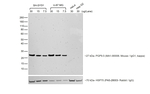 Mouse IgG (H+L) Cross-Adsorbed Secondary Antibody in Western Blot (WB)