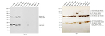 Mouse IgG (H+L) Cross-Adsorbed Secondary Antibody in Western Blot (WB)