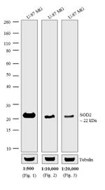 Mouse IgG (H+L) Cross-Adsorbed Secondary Antibody in Western Blot (WB)