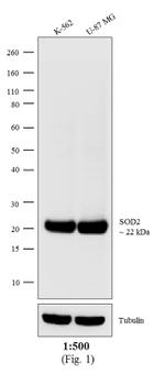 Mouse IgG (H+L) Cross-Adsorbed Secondary Antibody in Western Blot (WB)
