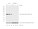 Rabbit IgG (H+L) Secondary Antibody in Western Blot (WB)