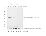 Rabbit IgG (H+L) Cross-Adsorbed Secondary Antibody in Western Blot (WB)
