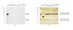 Rabbit IgG (H+L) Cross-Adsorbed Secondary Antibody in Western Blot (WB)