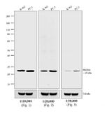 Rabbit IgG (H+L) Cross-Adsorbed Secondary Antibody in Western Blot (WB)