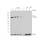Donkey anti-Goat IgG (H+L) Secondary Antibody, HRP