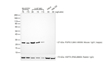 Donkey anti-Mouse IgG (H+L) Secondary Antibody, HRP