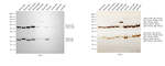 Mouse IgG (H+L) Secondary Antibody in Western Blot (WB)
