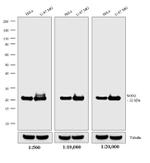 Mouse IgG (H+L) Secondary Antibody in Western Blot (WB)