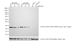 Donkey anti-Mouse IgG (H+L) Highly Cross-Adsorbed Secondary Antibody, HRP
