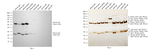 Mouse IgG (H+L) Highly Cross-Adsorbed Secondary Antibody in Western Blot (WB)