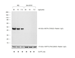 Donkey anti-Rabbit IgG (H+L) Secondary Antibody, HRP
