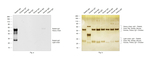Rabbit IgG (H+L) Secondary Antibody in Western Blot (WB)