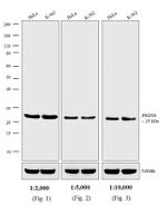 Rabbit IgG (H+L) Secondary Antibody in Western Blot (WB)