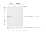 Donkey anti-Rabbit IgG (H+L) Cross-Adsorbed Secondary Antibody, HRP