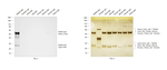 Rabbit IgG (H+L) Cross-Adsorbed Secondary Antibody in Western Blot (WB)