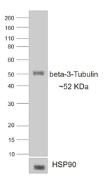 Rabbit IgG (H+L) Highly Cross-Adsorbed Secondary Antibody in Western Blot (WB)