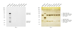 Chicken IgY (H+L) Secondary Antibody