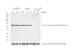 Chicken IgY (H+L) Secondary Antibody in Western Blot (WB)