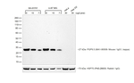 Goat anti-Mouse IgG (H+L) Secondary Antibody, HRP