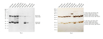 Mouse IgG (H+L) Secondary Antibody in Western Blot (WB)