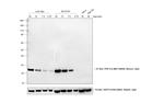Goat anti-Mouse IgG (H+L) Cross-Adsorbed Secondary Antibody, HRP