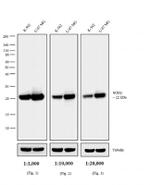 Mouse IgG (H+L) Highly Cross-Adsorbed Secondary Antibody in Western Blot (WB)
