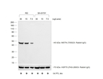 Goat anti-Rabbit IgG (H+L) Secondary Antibody, HRP