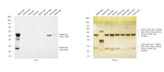 Rabbit IgG (H+L) Secondary Antibody in Western Blot (WB)