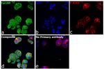 Goat anti-Rabbit IgG (H+L) Secondary Antibody