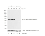 Goat anti-Rabbit IgG (H+L) Cross-Adsorbed Secondary Antibody, HRP