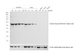 Goat anti-Rabbit IgG (H+L) Highly Cross-Adsorbed Secondary Antibody, HRP