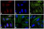 Rabbit IgG Fc Secondary Antibody in Immunocytochemistry (ICC/IF)