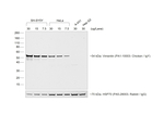 Rabbit anti-Chicken IgY (H+L) Secondary Antibody, HRP