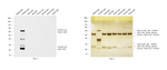 Chicken IgY (H+L) Secondary Antibody in Western Blot (WB)
